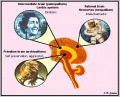 LIMBIC.png