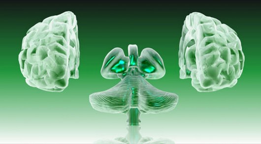 the-two-hemispheres-of-the-human-brain