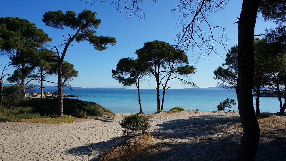 trees and sea